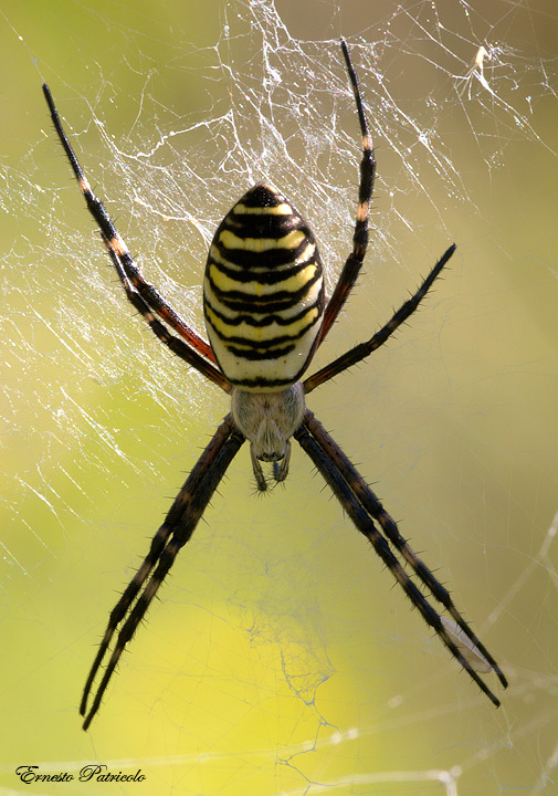 Argiope bruennichi